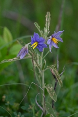 DPPhotography - Texas - Silverleaf nightshade, Solanum elaeagnifolium - A