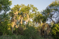 DPPhotography - Texas - Spanish moss, Tillandsia usneoides - A