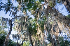 DPPhotography - Texas - Spanish moss, Tillandsia usneoides - B