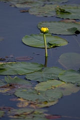 DPPhotography - Texas - Spatterdock, Nuphar advena - A