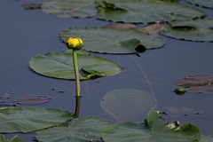 DPPhotography - Texas - Spatterdock, Nuphar advena - B