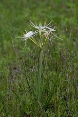 DPPhotography - Texas - Spring spiderlily, Hymenocallis liriosme - A