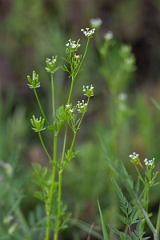 DPPhotography - Texas - Tainturier's chervil, Chaerophyllum tainturieri - A