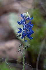 DPPhotography - Texas - Texas bluebonnet, Lupinus texensis - A