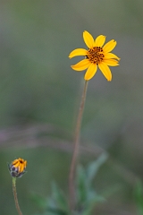 DPPhotography - Texas - Texas creeping-oxeye, Wedelia hispida - A