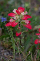 DPPhotography - Texas - Texas paintbrush, Castilleja indivisa - A