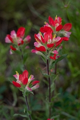 DPPhotography - Texas - Texas paintbrush, Castilleja indivisa - B