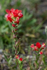 DPPhotography - Texas - Texas paintbrush, Castilleja indivisa - C