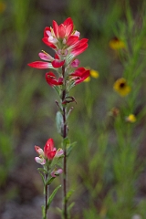 DPPhotography - Texas - Texas paintbrush, Castilleja indivisa - D