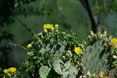 DPPhotography - Texas - Texas plains pricklypear, Opuntia alta - A