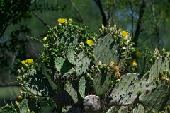 DPPhotography - Texas - Texas plains pricklypear, Opuntia alta - B