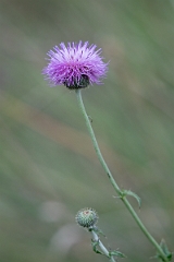 DPPhotography - Texas - Texas thistle, Cirsium texanum - A