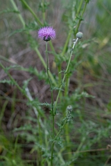 DPPhotography - Texas - Texas thistle, Cirsium texanum - B