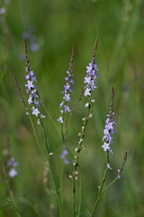 DPPhotography - Texas - Texas vervain, Verbena halei - A