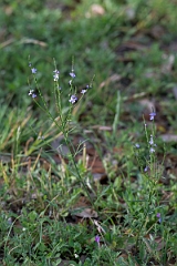 DPPhotography - Texas - Texas vervain, Verbena halei - B