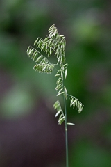 DPPhotography - Texas - Threeflower melicgrass, Melica nitens - A