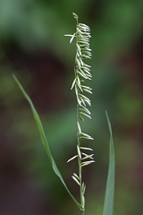 DPPhotography - Texas - Threeflower melicgrass, Melica nitens - B