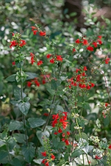 DPPhotography - Texas - Tropical sage, Salvia coccinea - B