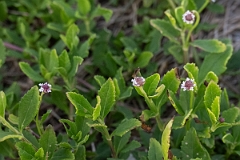 DPPhotography - Texas - Turkey tangle frogfruit, Phyla nodiflora - A