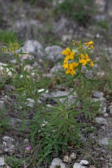 DPPhotography - Texas - Two-leaved senna, Senna roemeriana - A
