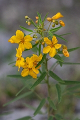 DPPhotography - Texas - Two-leaved senna, Senna roemeriana - B