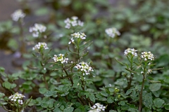DPPhotography - Texas - Watercress, Nasturtium officinale - A