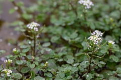 DPPhotography - Texas - Watercress, Nasturtium officinale - B