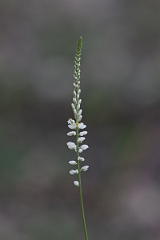 DPPhotography - Texas - White milkwort, Polygala alba - A