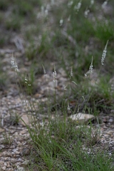DPPhotography - Texas - White milkwort, Polygala alba - B