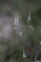 DPPhotography - Texas - White milkwort, Polygala alba - C
