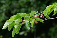 DPPhotography - Texas - White mulberry, Morus alba - A