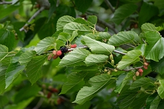 DPPhotography - Texas - White mulberry, Morus alba - B