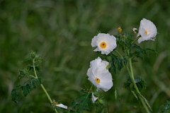 DPPhotography - Texas - White prickly poppy, Argemone albiflora - A