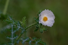 DPPhotography - Texas - White prickly poppy, Argemone albiflora - B