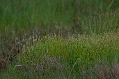 DPPhotography - Texas - White spikerush, Eleocharis albida - A