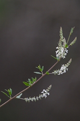 DPPhotography - Texas - Whitebrush, Aloysia gratissima - A