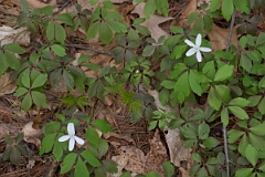 DPPhotography - USA - Wood anenome - B