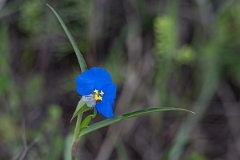 DPPhotography - Whitemouth dayflower, Commelina erecta - A