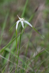 DPPhotography - Whitetop sedge, Rhynchospora colorata - A