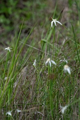 DPPhotography - Whitetop sedge, Rhynchospora colorata - B