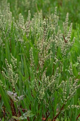 DPPhotography - Willow dock, Rumex salicifolius - A