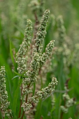 DPPhotography - Willow dock, Rumex salicifolius - B