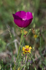 DPPhotography - Winecup mallow, Callirhoe involucrata - A
