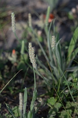 DPPhotography - Wright's plantain, Plantago wrightiana - A