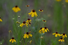 DPPhotography - Yellowdicks, Helenium amarum var. badium - A