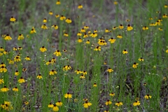 DPPhotography - Yellowdicks, Helenium amarum var. badium - B