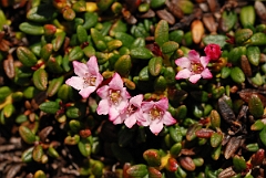David Plant Photography - Wildlife Photographer - Alpine azalea - A