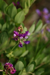 David Plant Photography - Wildlife Photographer - Beach pea - A