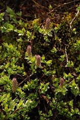David Plant Photography - Wildlife Photographer - Bearberry willow - A