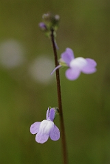 David Plant Photography - Wildlife Photographer - Blue toadflax - A